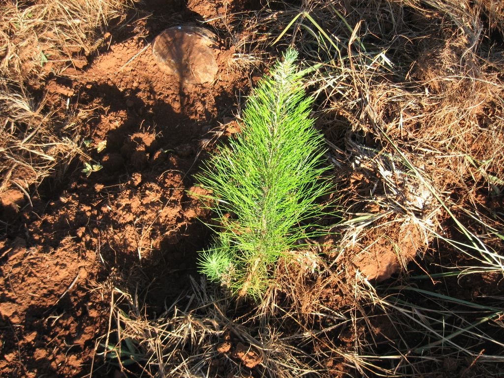 Pinus Patula 2011