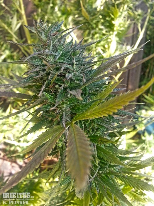 Cannabis 2