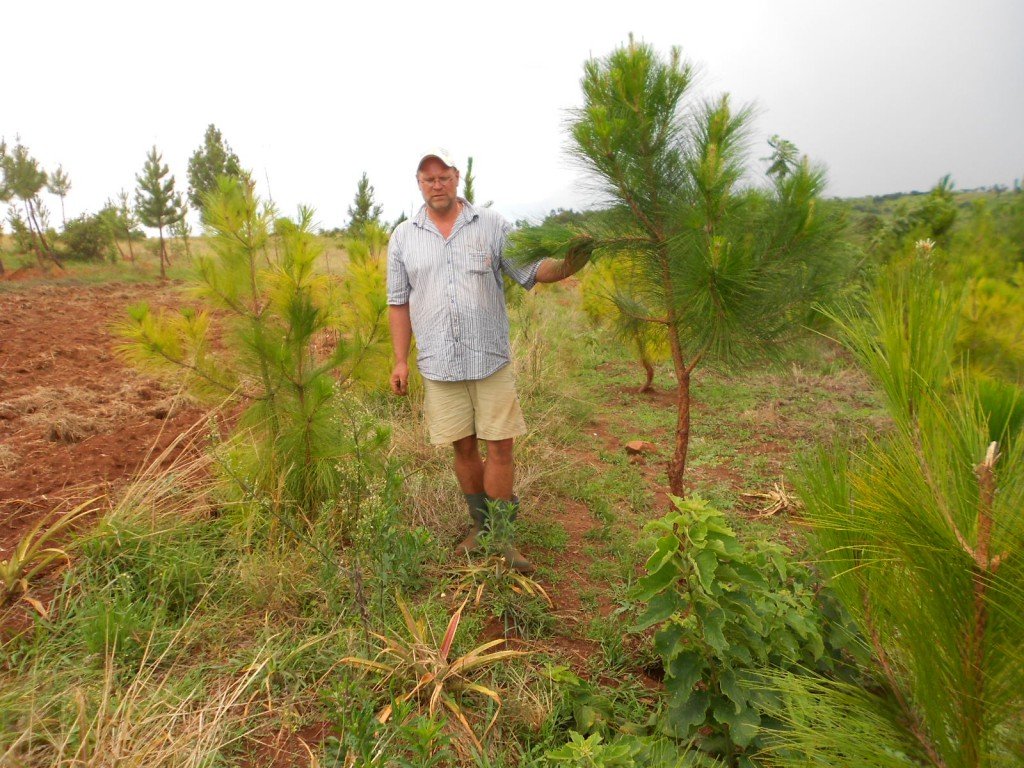 Pinus Patula nach zwei Jahren in der Erde