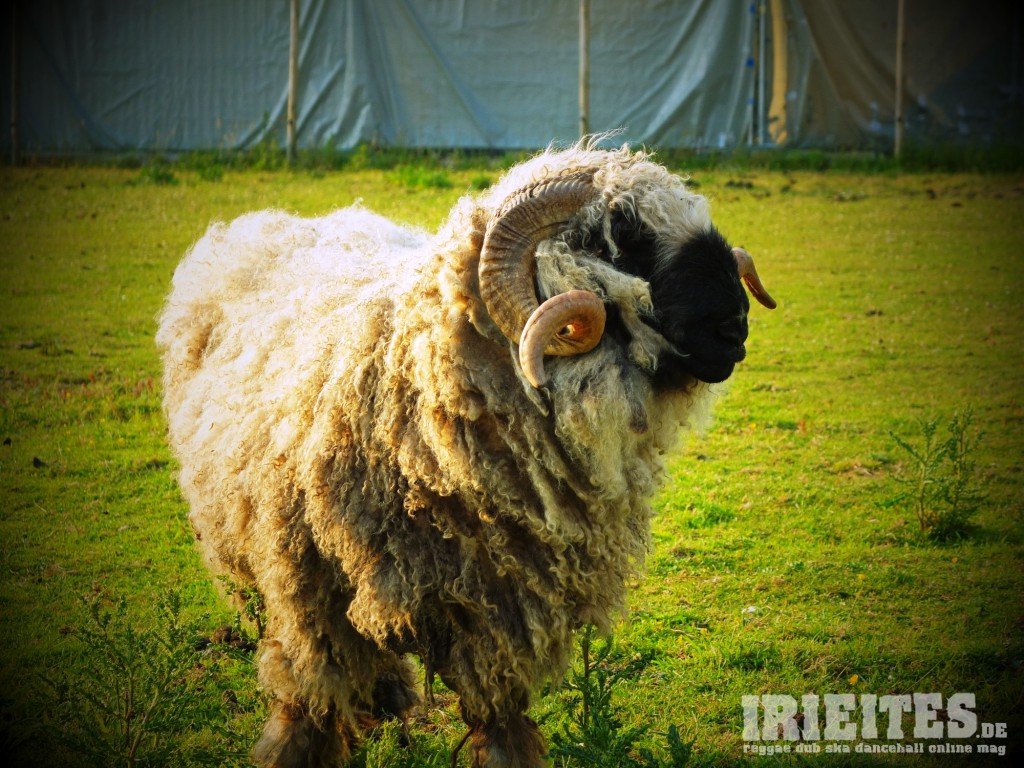DSCF6101