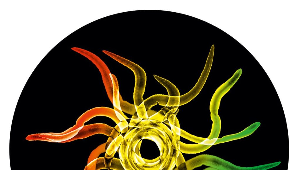 A_ameise_7inch_label_earlyw~rm
