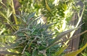 Jamaika liberalisiert Cannabis-Konsum!