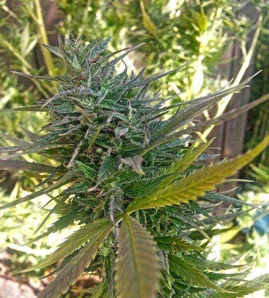 Cannabis 2