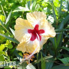 DSCF4198b