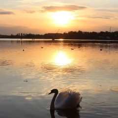 Ostroda Swan