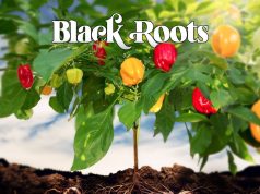 Black Roots “Roots” (Nubian Records)