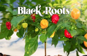 Black Roots “Roots” (Nubian Records)