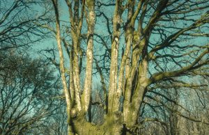 Brais Ninguén & Couto 90 “Roots & Shadows” (Couto 90)